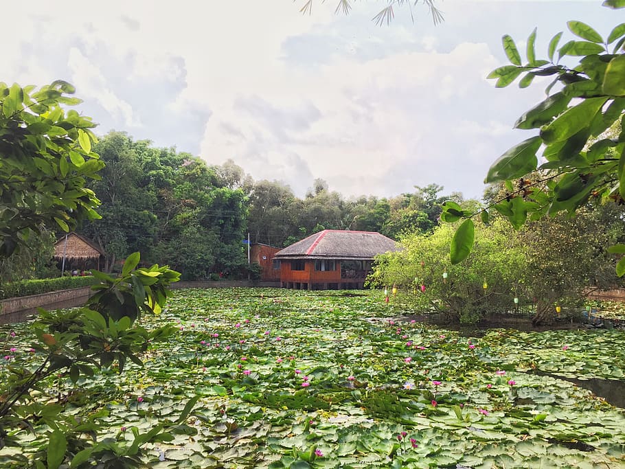 vietnam, cao lãnh, plant, architecture, growth, building exterior HD wallpaper