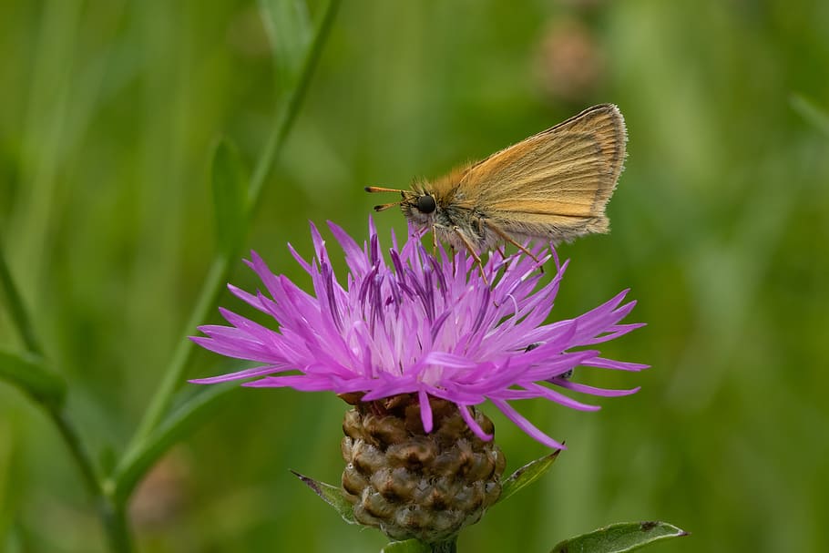 butterfly, skipper, insect, nature, animal, close up, macro HD wallpaper