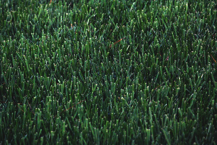 green grass, plant, flora, lawn, texture, turf, conifer, tree HD wallpaper