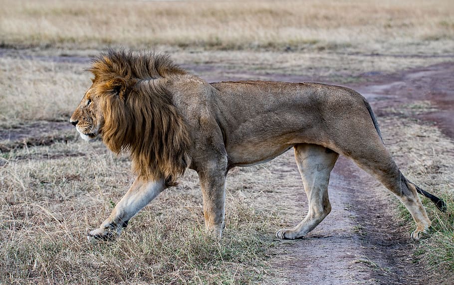 photo of lion crawling on green grass at daytime, field, mane HD wallpaper