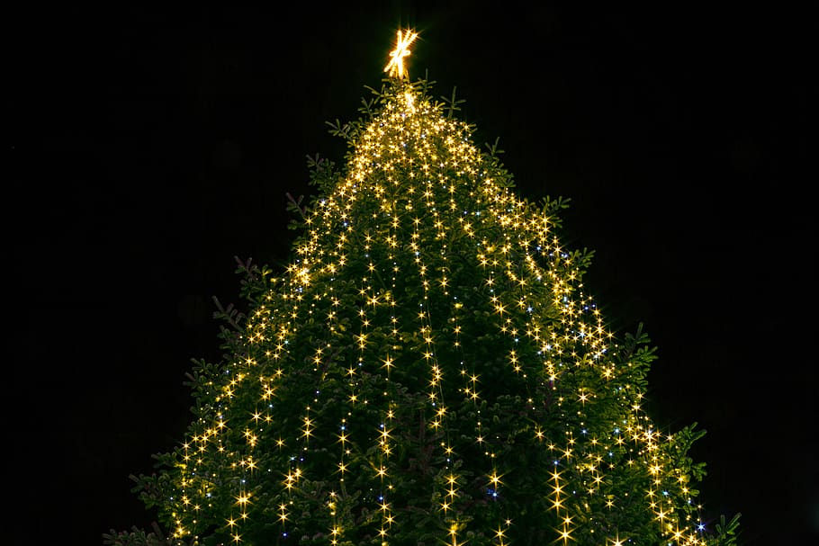 christmas, tree, lights, advent, christmas time, light star HD wallpaper