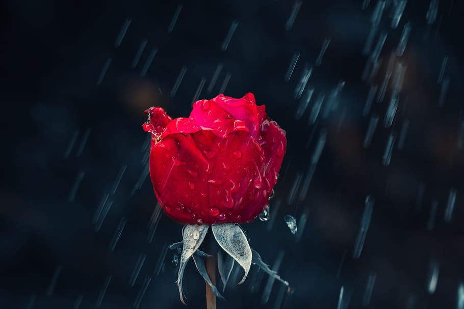 rose, red, drip, rain, leaf, wet, raindrop, nature, drop of water HD wallpaper
