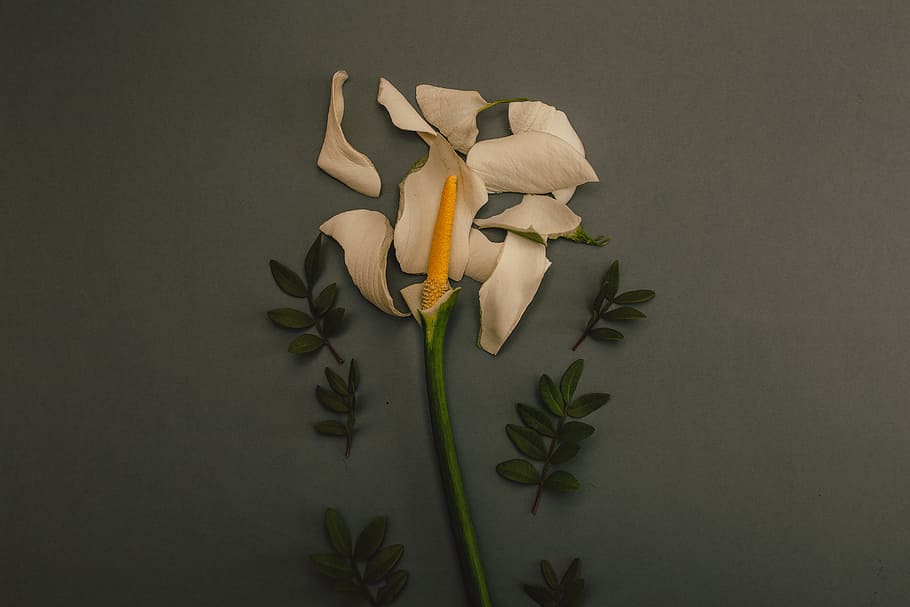 White Flower On Grey Background, bloom, blossom, flora, petals HD wallpaper