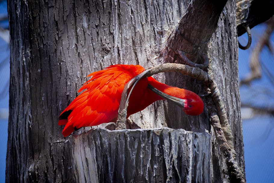 spain, valencia, bird, red, wood - material, animal themes HD wallpaper