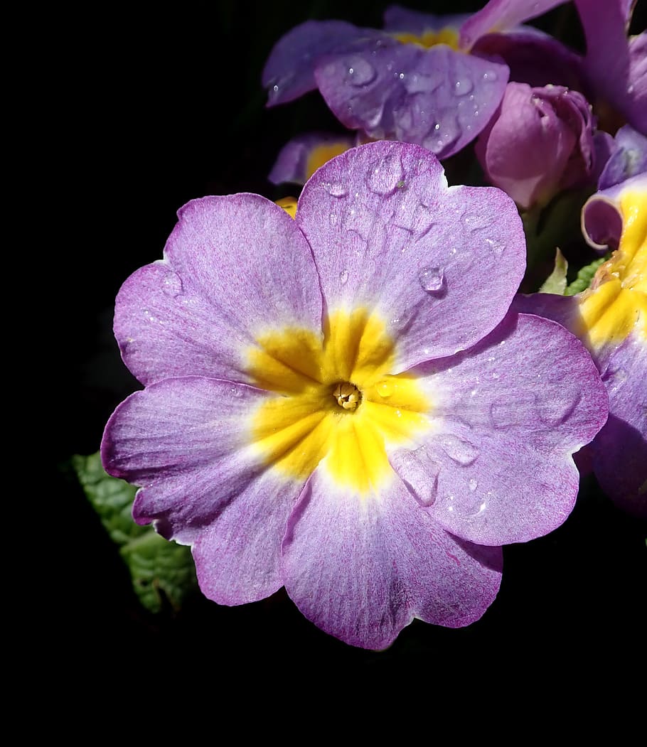 flower, raindrop, bloom, plant, nature, flowering plant, petal HD wallpaper
