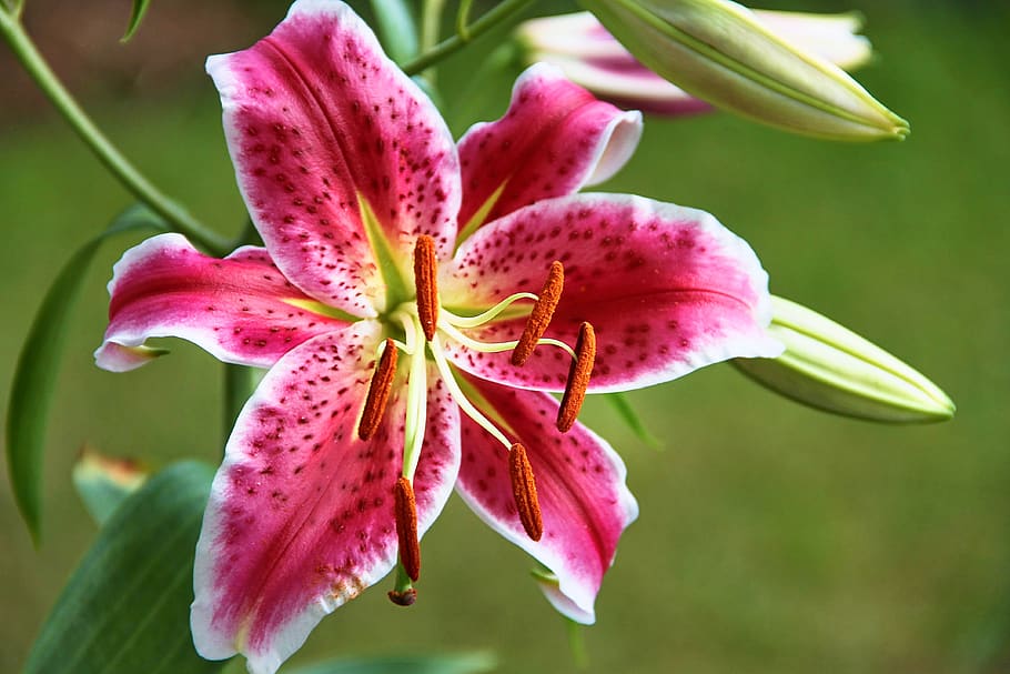 lily, liliaceae, red, white, flower, blossom, bloom, plant HD wallpaper