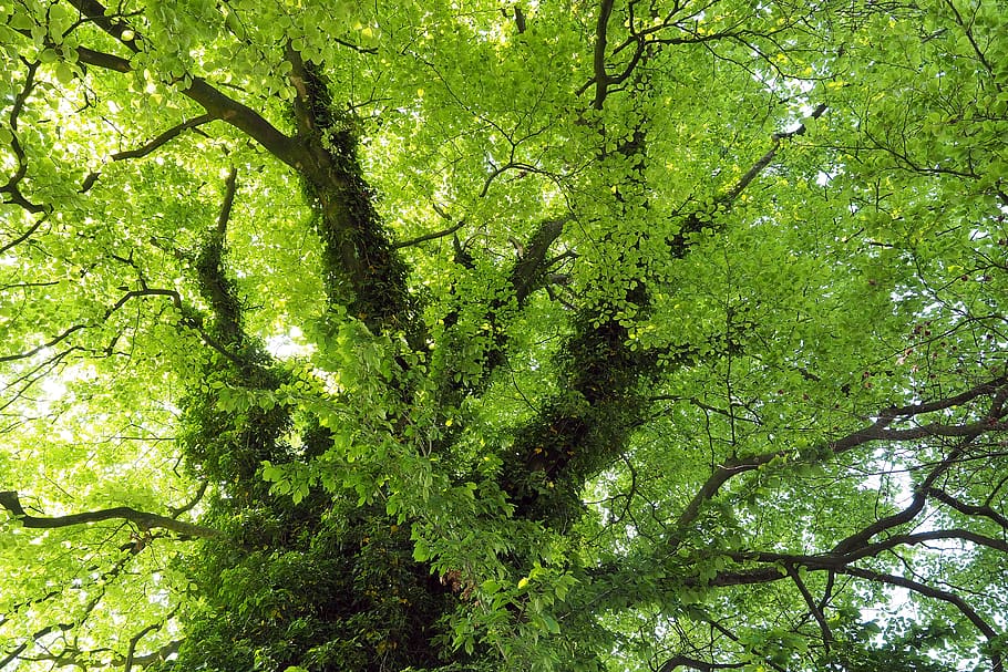 big tree upview, plant, green color, growth, branch, beauty in nature HD wallpaper