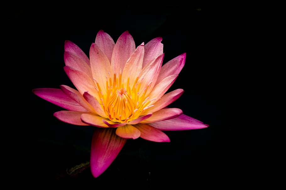 flower, pink, petal, bloom, garden, plant, nature, autumn, fall HD wallpaper