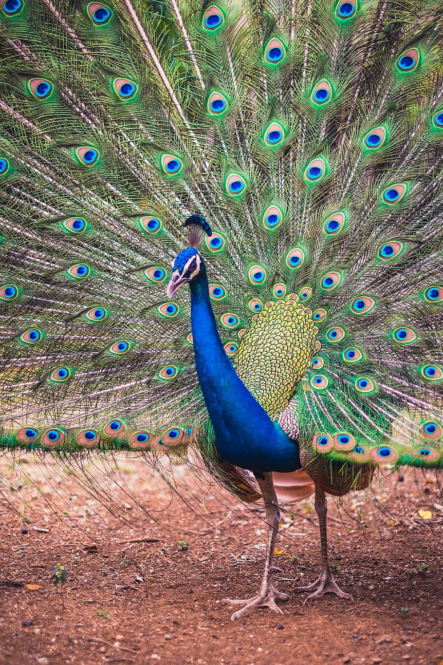 birds, peacock, colours, nature, animal, animal themes, animal wildlife HD wallpaper