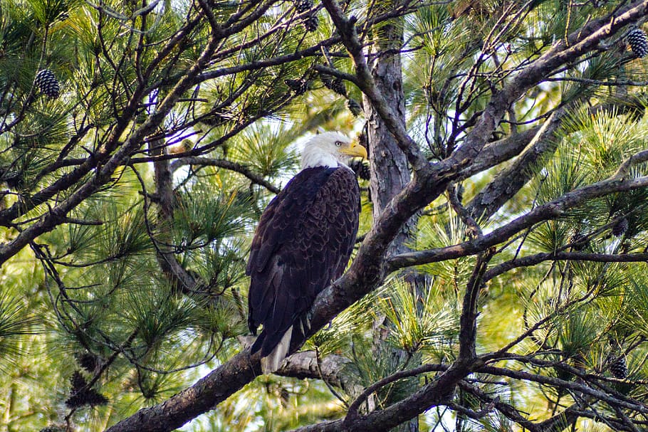 united states, mount pleasant, eagle, animals, birds, wildlife HD wallpaper