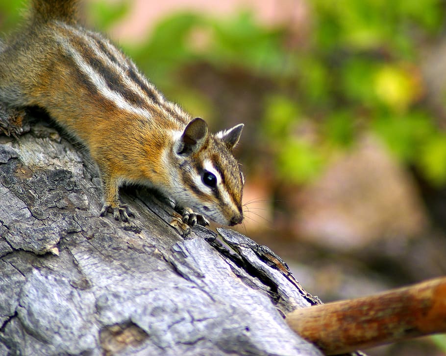 fern lake trail chipmunk, rodent, furry, animal, nature, squirrel, HD wallpaper