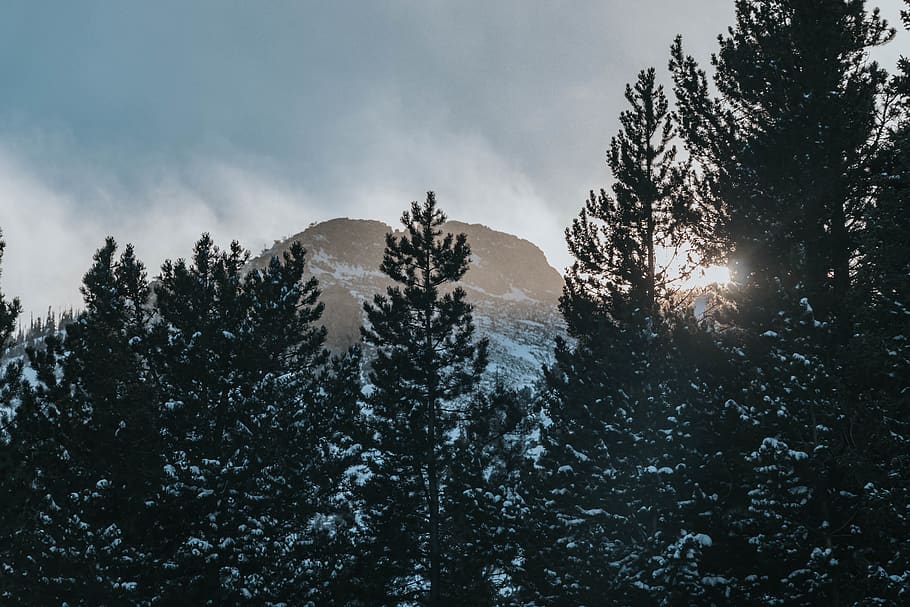 tall trees covered with snow, sky, plant, beauty in nature, tranquility HD wallpaper