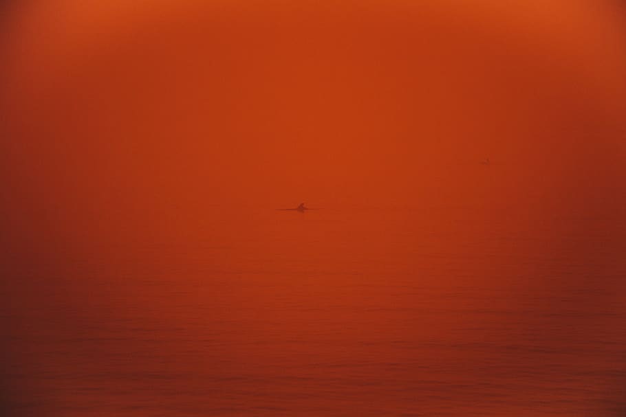 dolphin, water, sea, ocean, coast, shore, landscape, red, sunset HD wallpaper