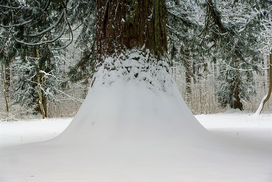 winter, snow, cold, frost, frozen, season, tree, nature, wood HD wallpaper