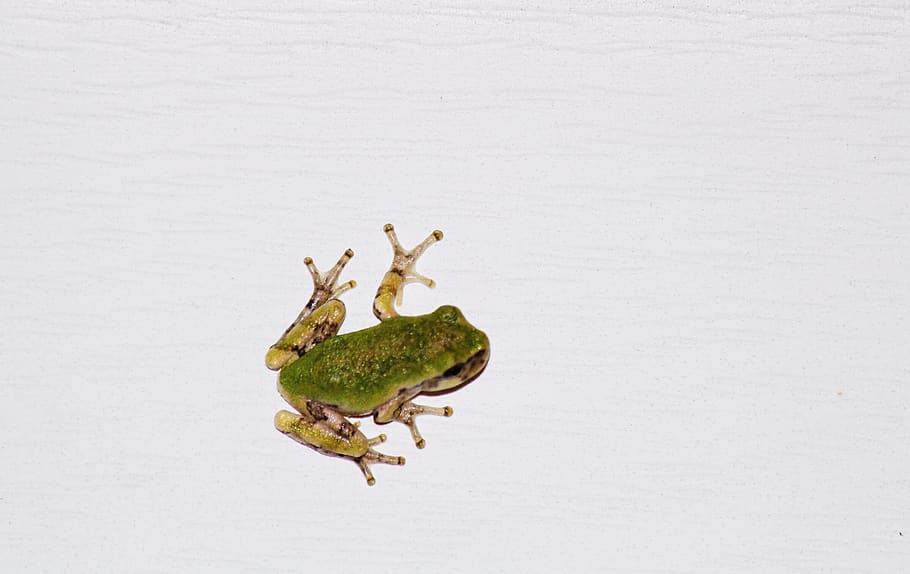 frog, pet, animal, frogs, pets, animals, nature, snow, animal themes HD wallpaper