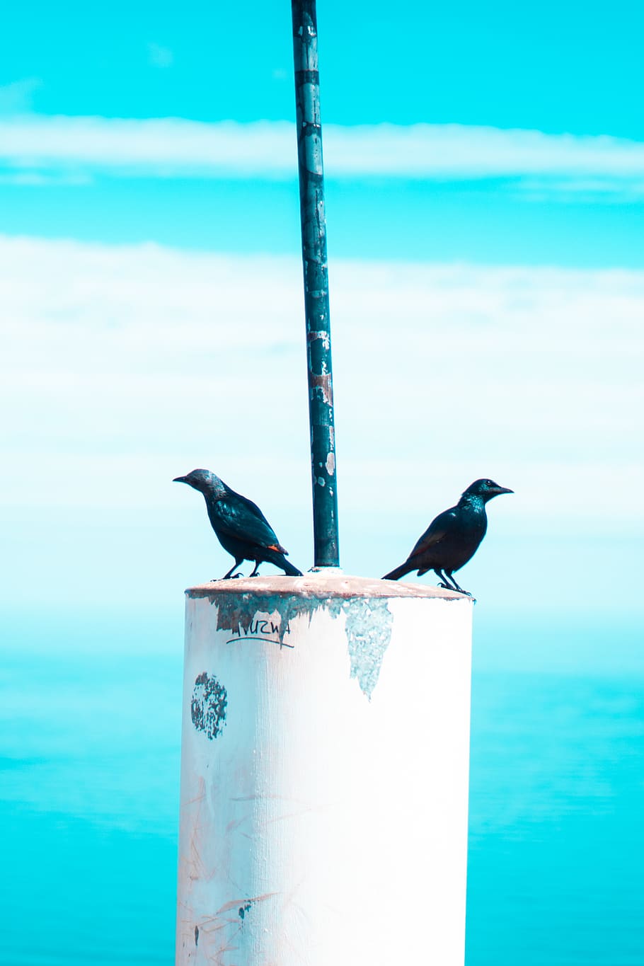 two black feathered birds, animal, vertebrate, animal themes HD wallpaper