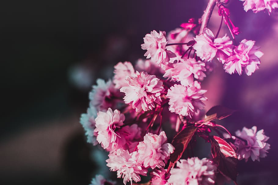 Selective-focus Photography of Pink Flowers, bloom, blooming HD wallpaper