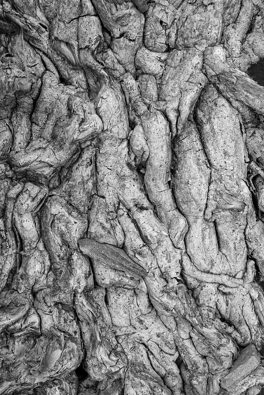 italy, jenesien, tree, full frame, backgrounds, textured, no people HD wallpaper