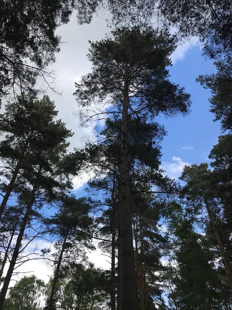trees, forest, looking up, sky, clouds, plant, low angle view HD wallpaper