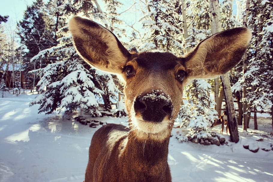 Brown Deer Photo, animal, animal photography, close-up, cold HD wallpaper