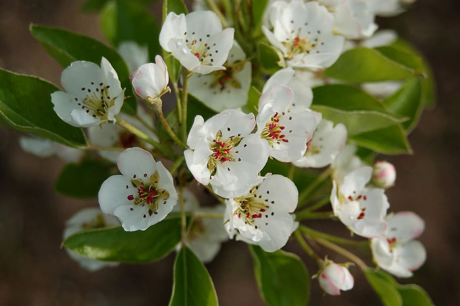 flower, leaf, nature, plant, tree, petal, blooming, pear tree HD wallpaper