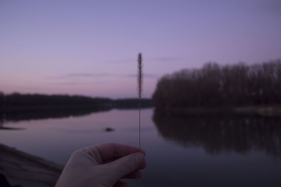 river, forest, stem, man, purple, human hand, sky, lake, water HD wallpaper