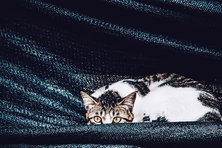Watching Cat, animals, cats, eyes, look, pet, pets, mammal, domestic HD wallpaper