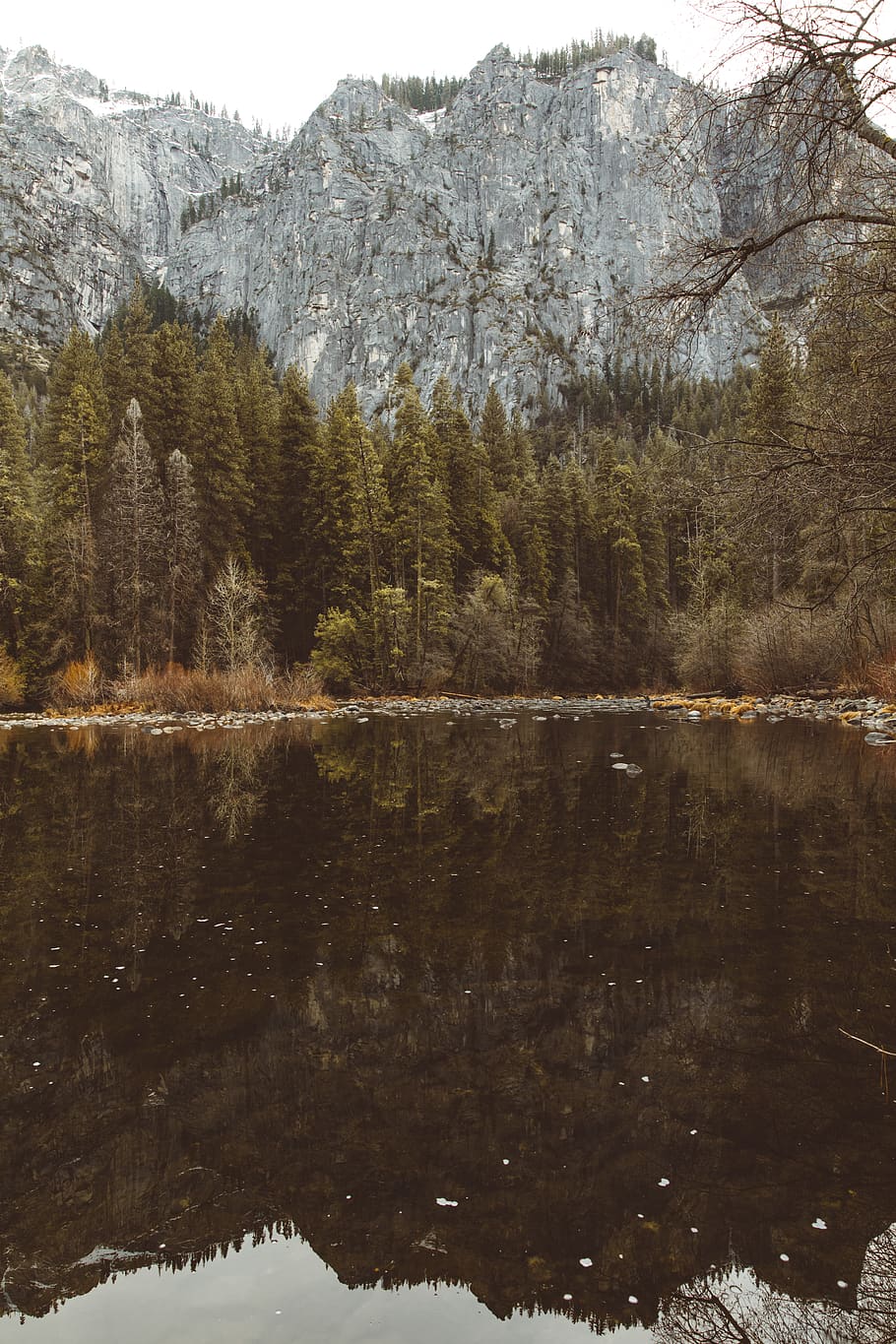 river surrounded by trees, plant, conifer, abies, fir, water HD wallpaper