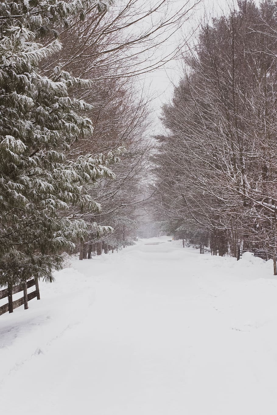 green trees beside road during winter, snow, cold temperature HD wallpaper