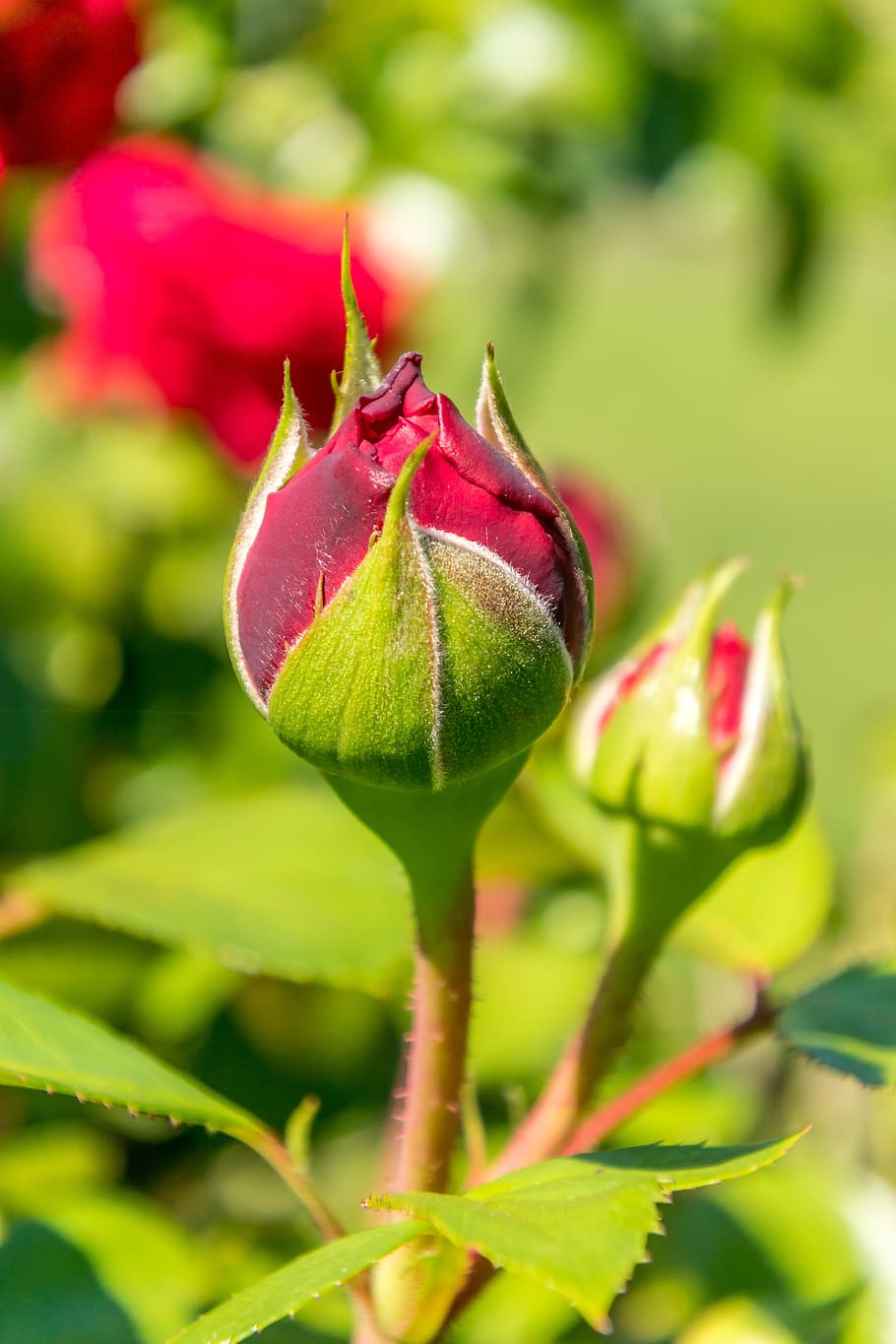 rose, red, flower, blossom, bloom, plant, love, nature, romantic HD wallpaper