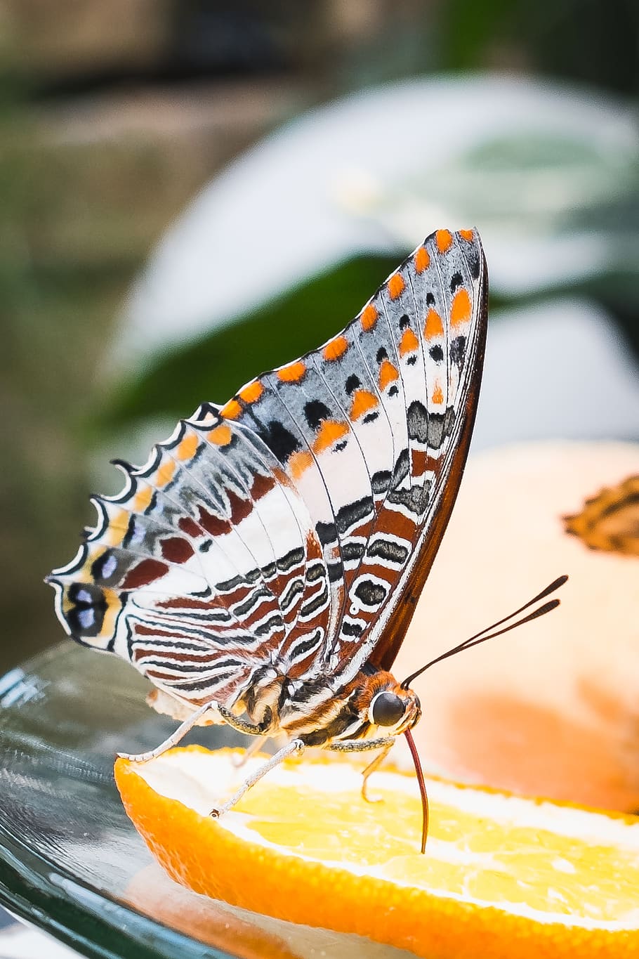 butterfly, wing, nature, orange, insect, animal, one animal HD wallpaper