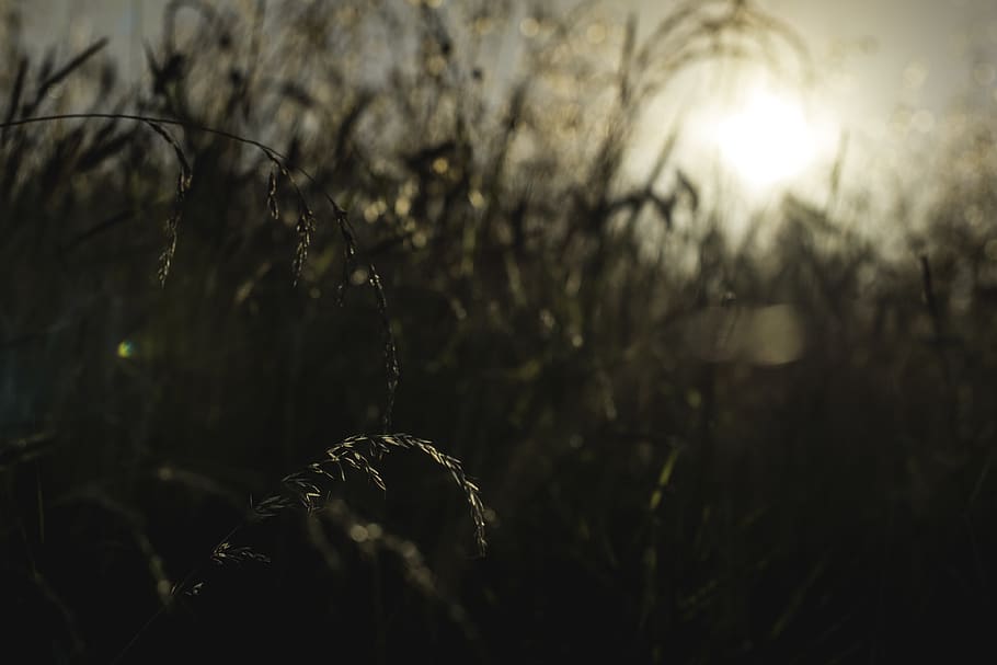 france, nevers, plant, tree, nature, growth, selective focus HD wallpaper