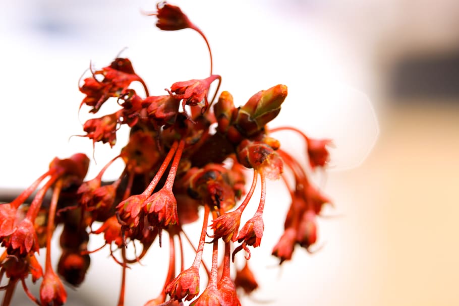 spring, flowers, maple, macro, closeup, close-up, food and drink HD wallpaper