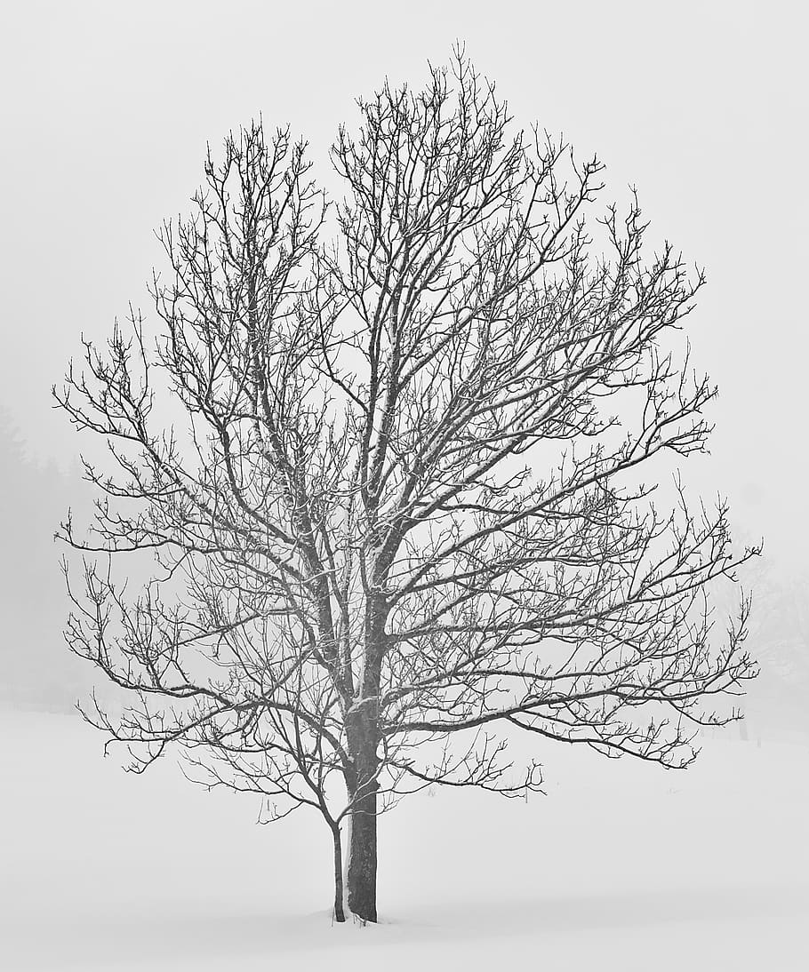 tree, winter, snow, black and white, bare tree, branch, plant HD wallpaper