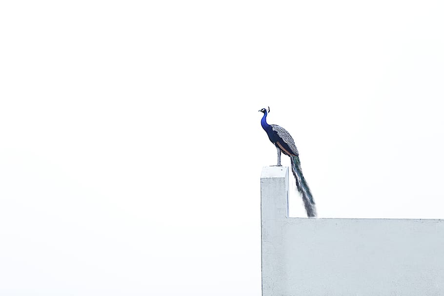 blue bird on wall, animals in the wild, vertebrate, animal wildlife HD wallpaper