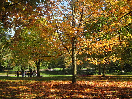 autumn, trees, park, fall, mapleleaves, maples, children, juliana loh HD wallpaper