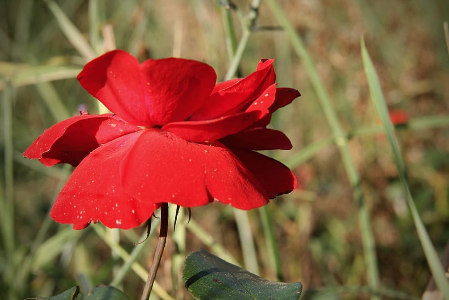 rose, red, blossom, bloom, petals, rose bloom, plant, beauty in nature HD wallpaper