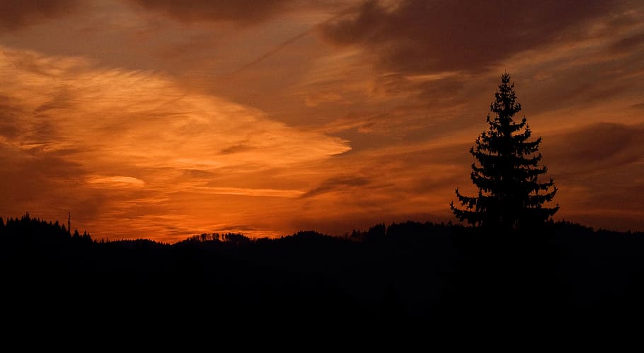 tree, landscape, trees, nature, forest, clouds, outdoor, twilight HD wallpaper