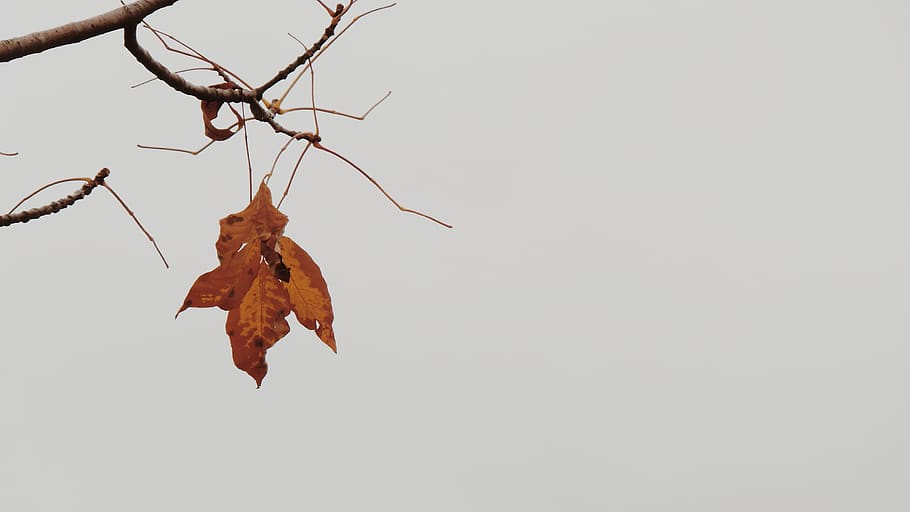 autumn, plant part, change, leaf, no people, nature, copy space HD wallpaper