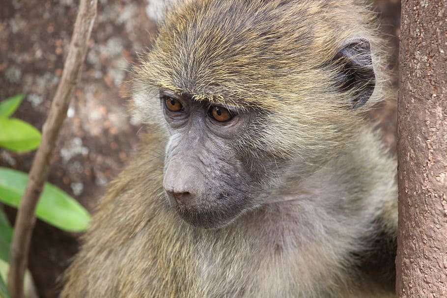 monkey, animal, animal themes, animal wildlife, one animal HD wallpaper