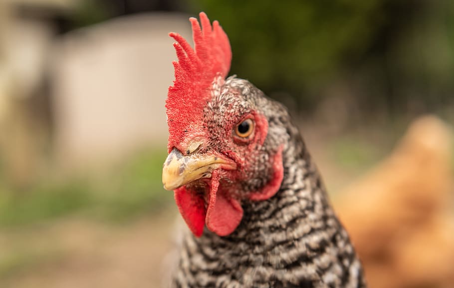 hen, portrait, close-up, comb, plumage, poultry, farm, country life HD wallpaper