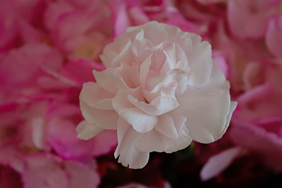 flower, white, pink, bloom, spring, beautiful, beauty in nature HD wallpaper