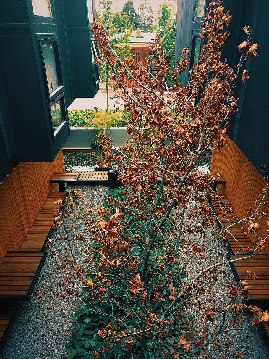garden, architecture, plant, built structure, no people, building exterior HD wallpaper