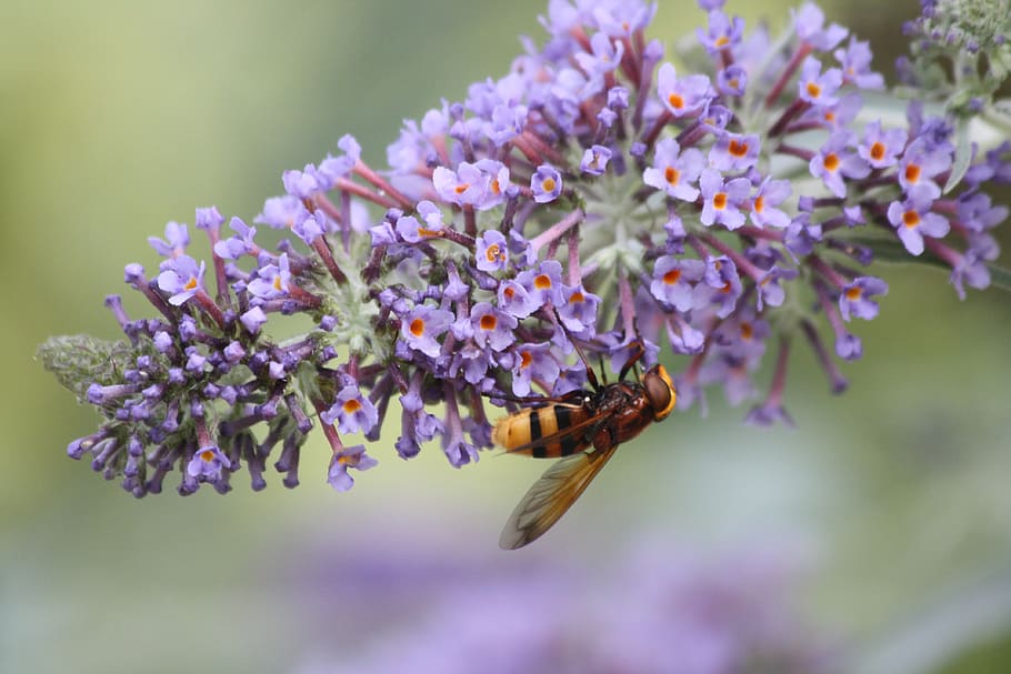 united kingdom, par, eden project, buddleia, buddleja, pollen, HD wallpaper