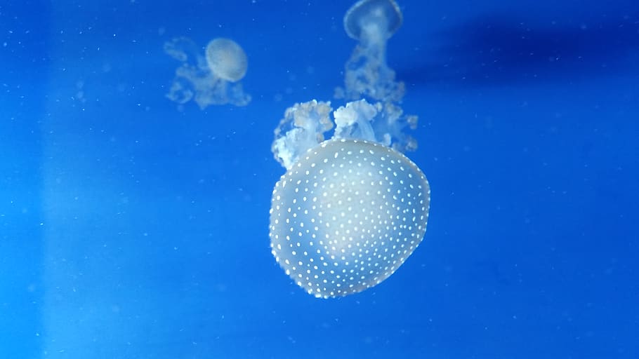 italy, genoa, blue, animal themes, underwater, sea, no people HD wallpaper