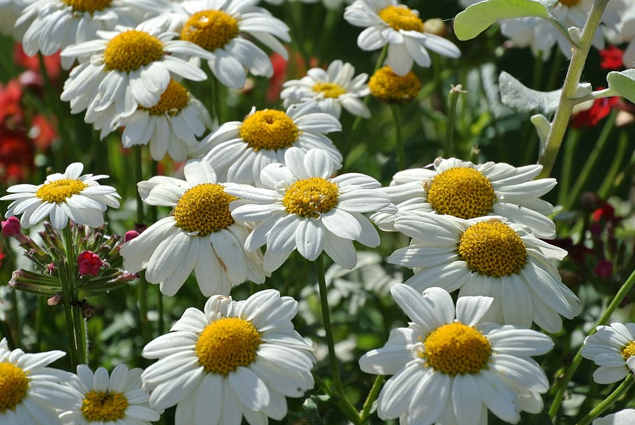 nature, summer, spring, flower, floral, background, garden HD wallpaper