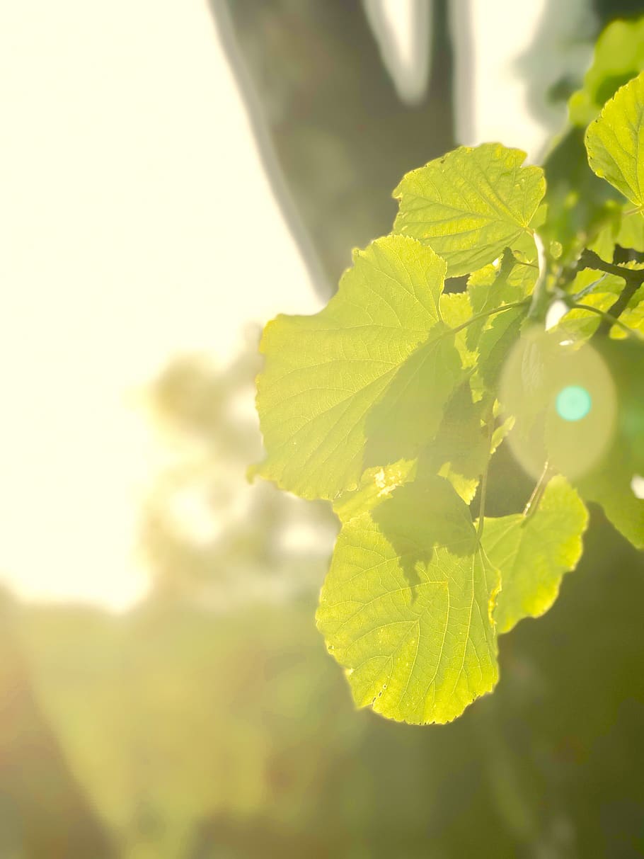 россия, москва, tree, sun, plant, leaf, plant part HD wallpaper