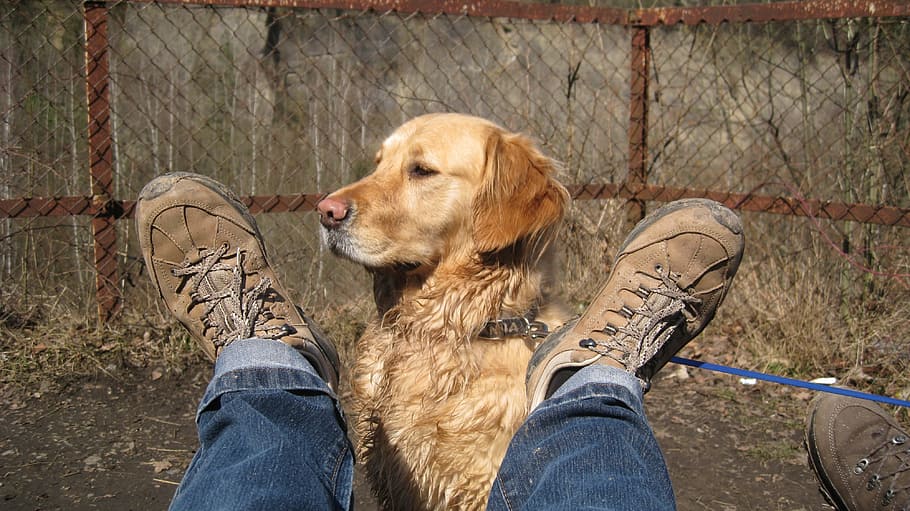 master, pet, dog, animal, loyal, friend, domestic, pets, canine HD wallpaper