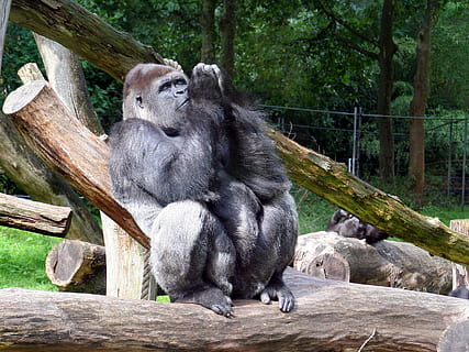 praying gorilla, zoo, primate, animal wildlife, animals in the wild HD wallpaper