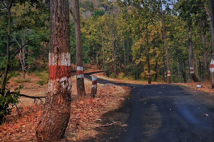 Road Surrounded by Trees, asphalt, autumn, daytime, fall, forest HD wallpaper